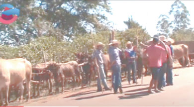 encontro de carros de bois em monte belo mg