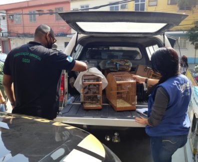 Fiscais da Secretaria do Ambiente e Inea reprimem tráfico de animais silvestres