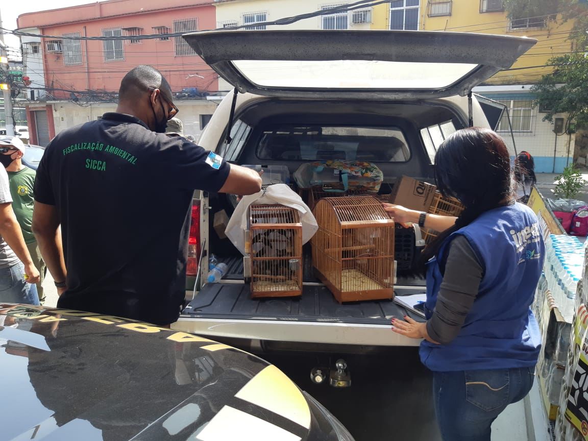 Fiscais da Secretaria do Ambiente e Inea reprimem tráfico de animais silvestres