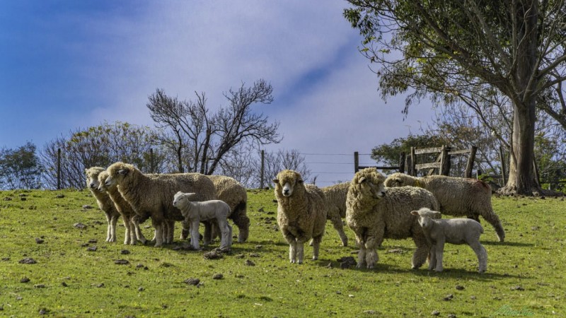 Expointer 2021: mercado aquecido faz ovinos superarem inscritos da edição 2019