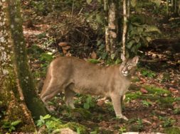 Segundo maior felino do continente e flagrado em parque do Inea