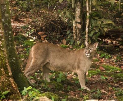 Segundo maior felino do continente e flagrado em parque do Inea