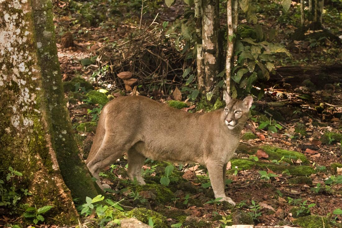 Segundo maior felino do continente é flagrado em parque do Inea no Rio de Janeiro