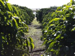 Plantação de Café