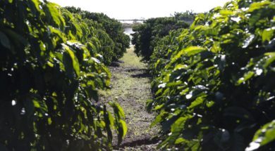 Plantação de Café