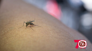 close-up-mosquito-sucking-blood-from-human-arm